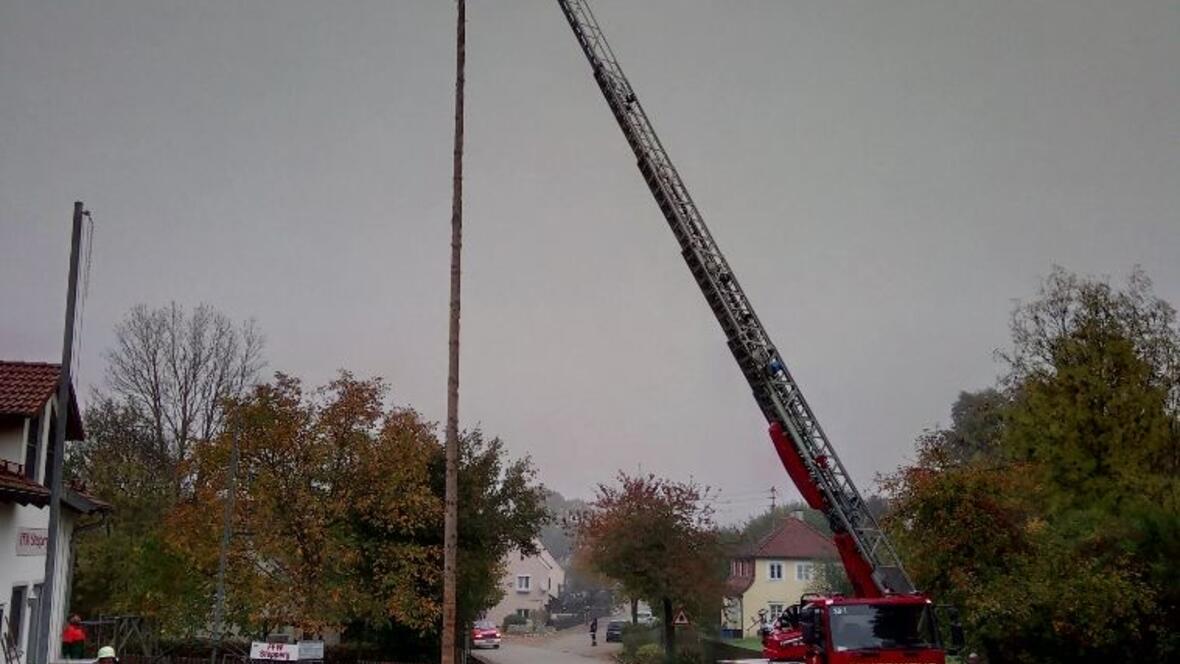 maibaum