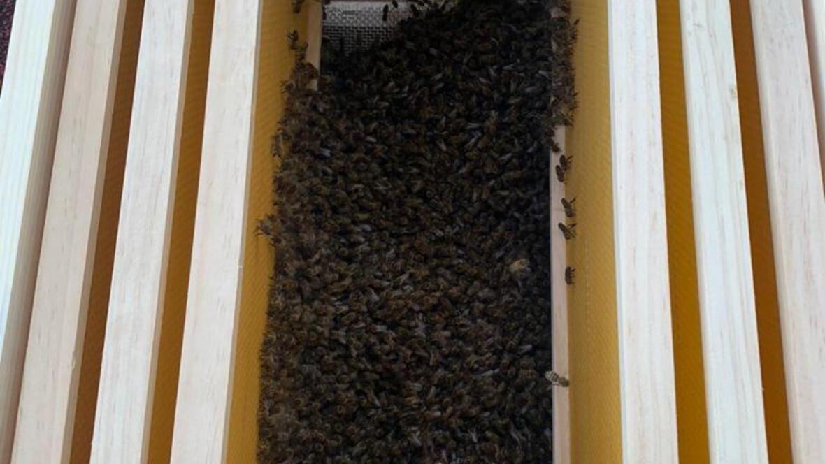 bienen03