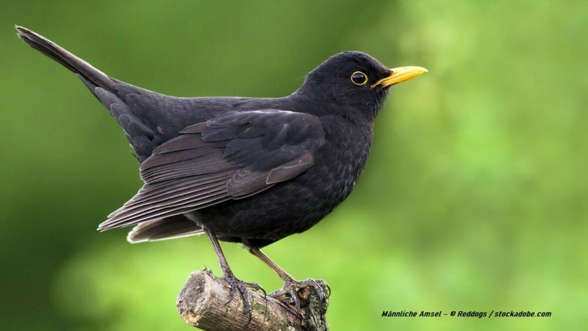 amsel