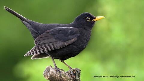 amsel