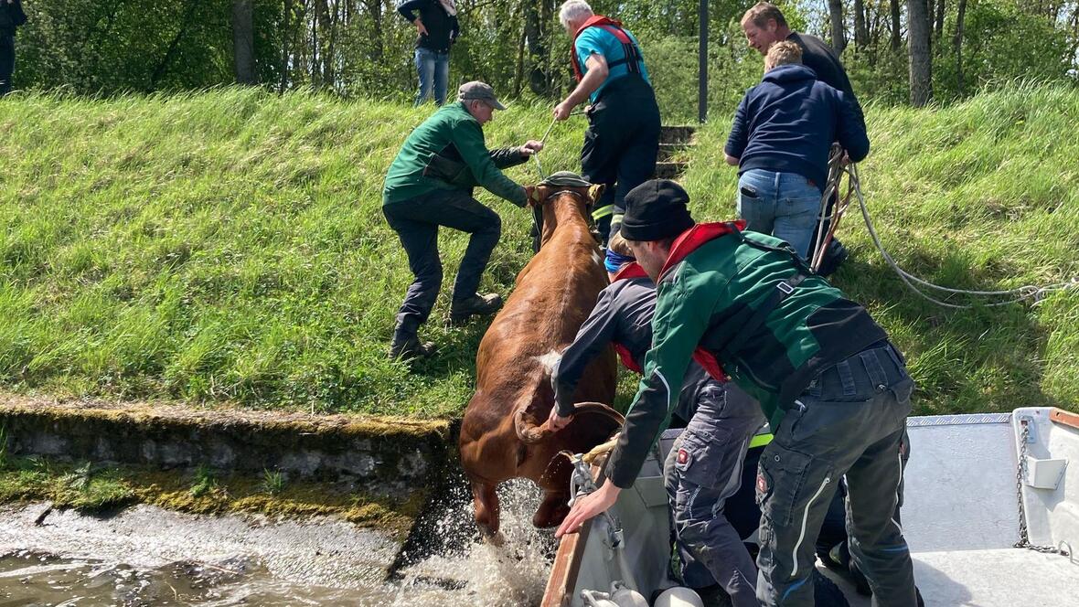 rind_im_wasser00010