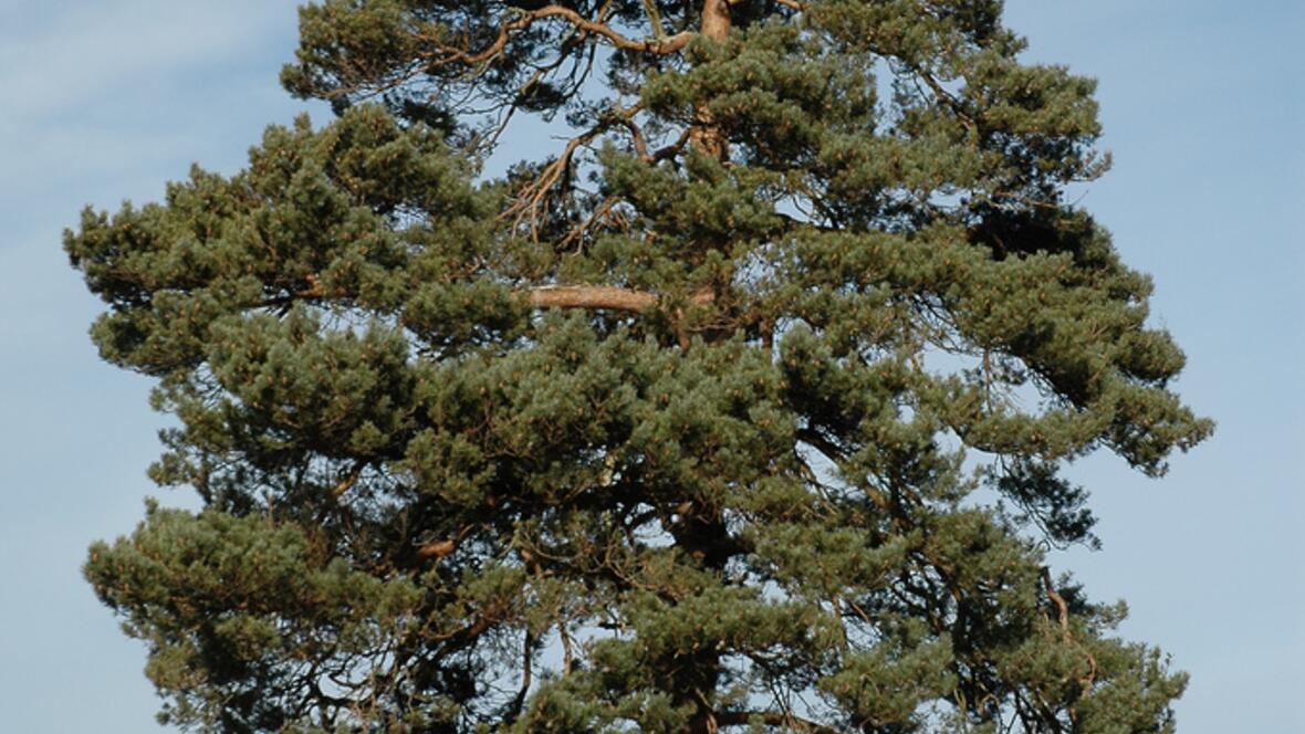 kiefer_symbolbild