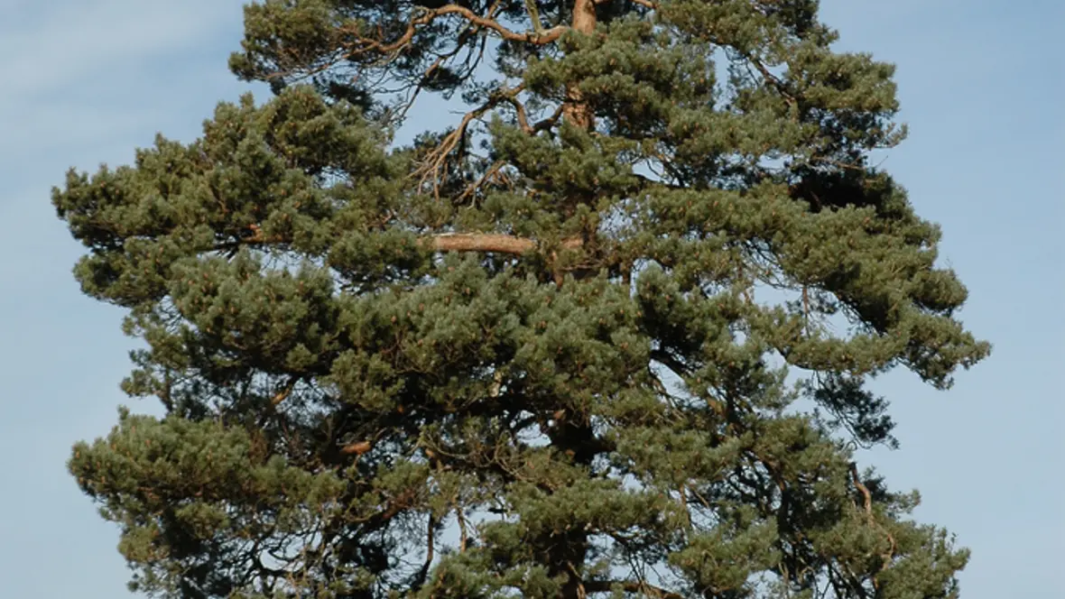 kiefer_symbolbild